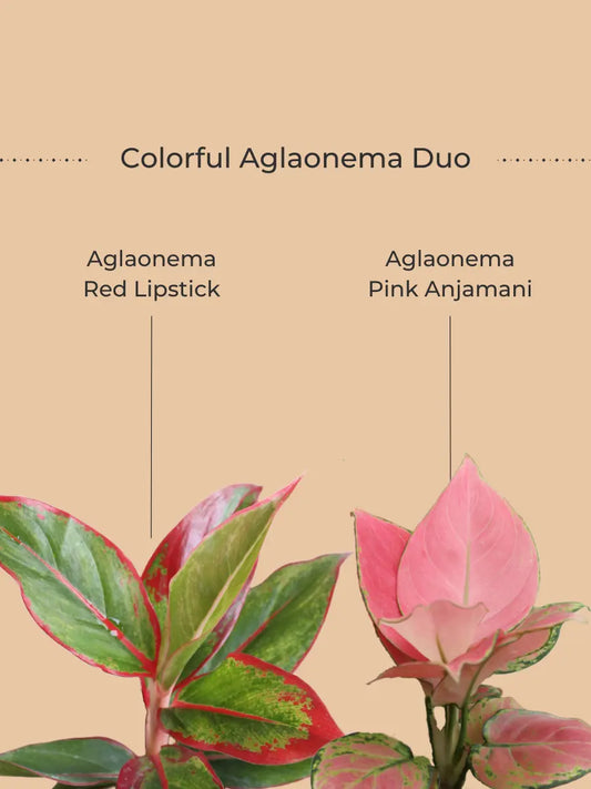 Colorful Aglaonema Combo (Small)