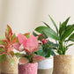 colorful air-purifying indoor plants for bedroom