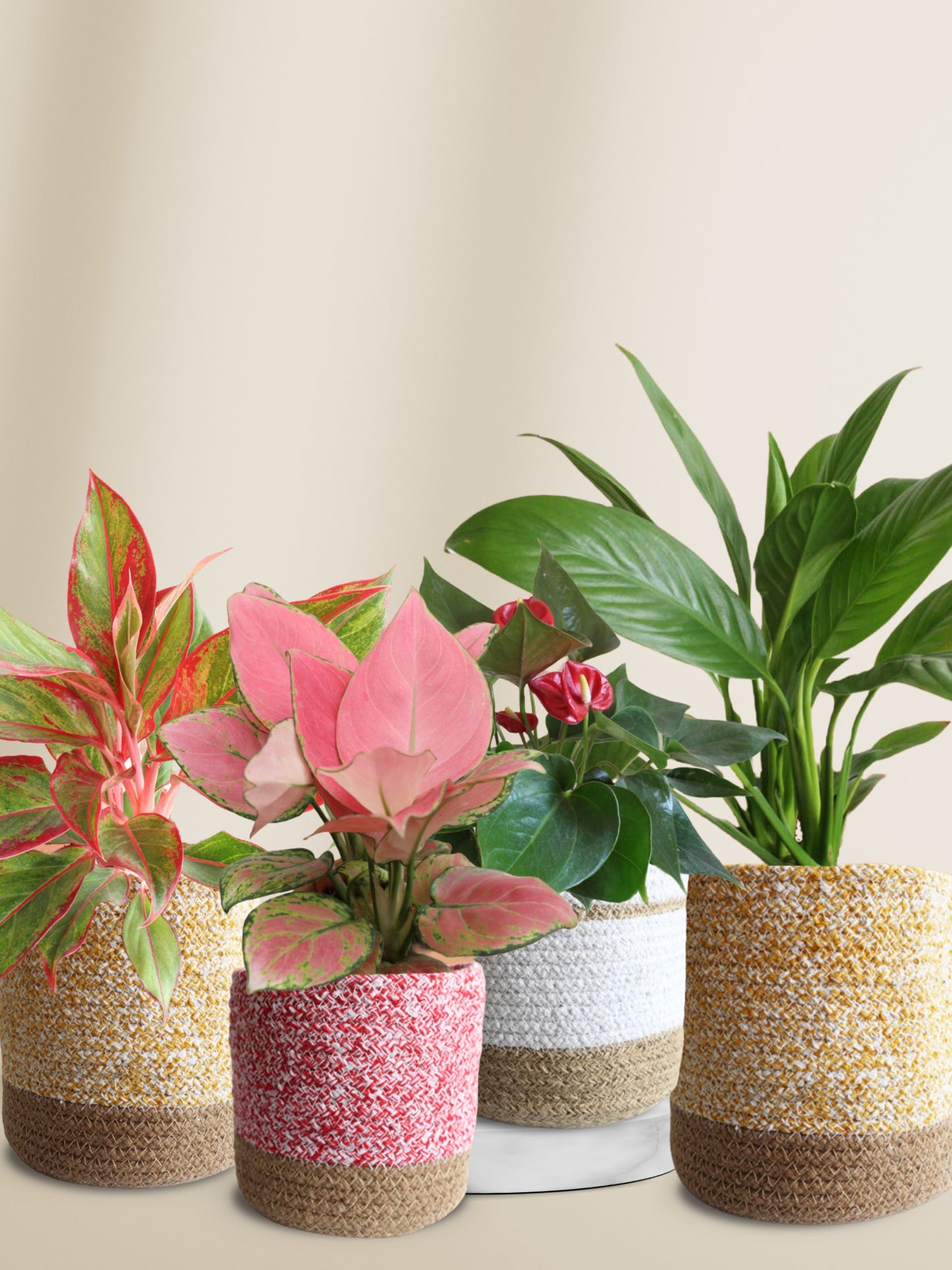 colorful air-purifying indoor plants for bedroom