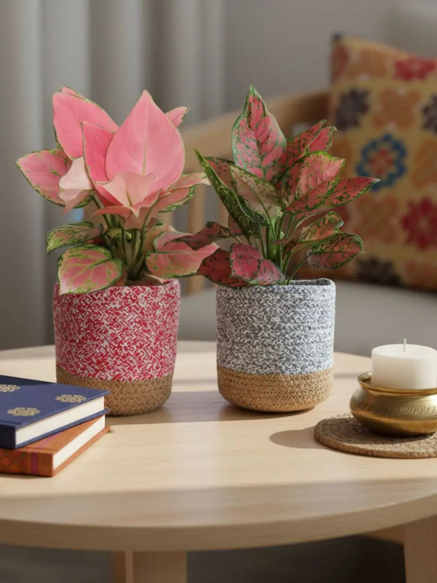 Buy colorful indoor plants online for your home