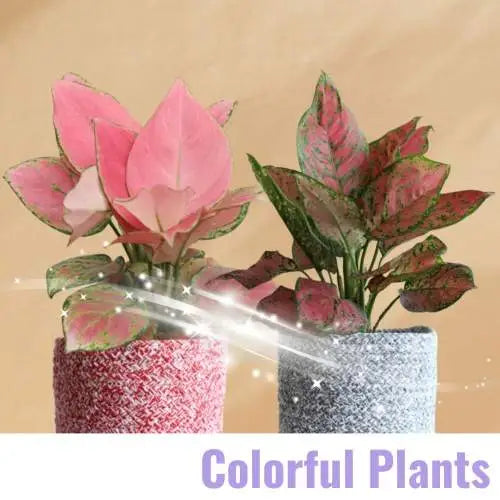 Buy colorful indoor plants online for your home