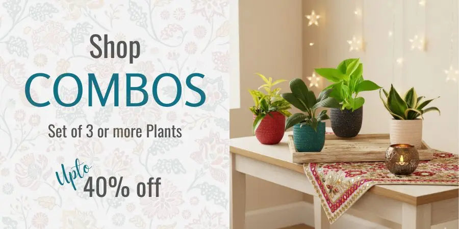 Buy bulk plants and plant combo to get best discounts