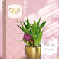 corporate gifting made special with lucky indoor plants
