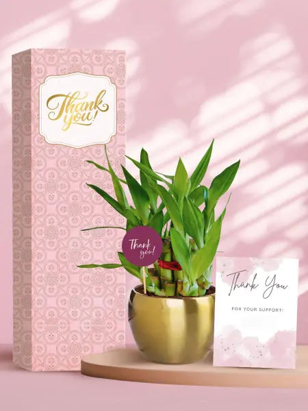 corporate gifting made special with lucky indoor plants