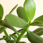 Kresula Plant Crassula Ovata Succulent