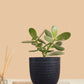 Buy Crassula Ovata Jade Plant Online at Greenkin