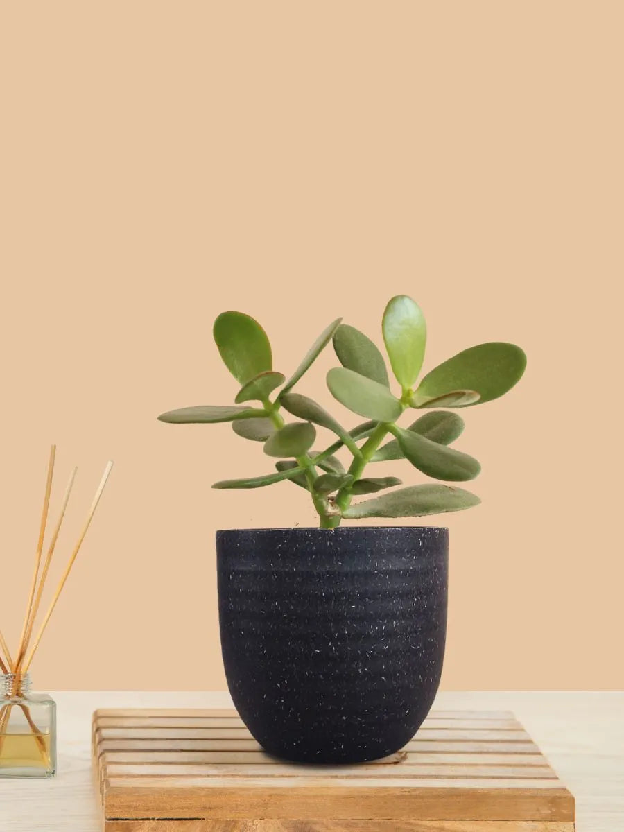 Buy Crassula Ovata Jade Plant Online at Greenkin