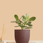 Beautiful Crassula Ovata Plant for table and desks