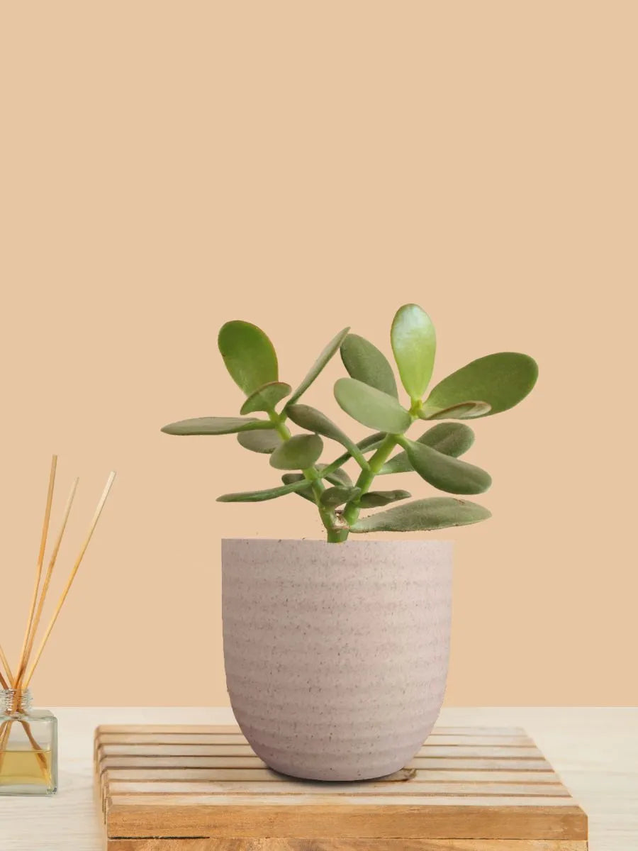 Crassula Ovata - Jade Plant - Buy Indoor Plants Online 