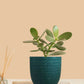 Buy Crassula Indoor Plant for Home and Office