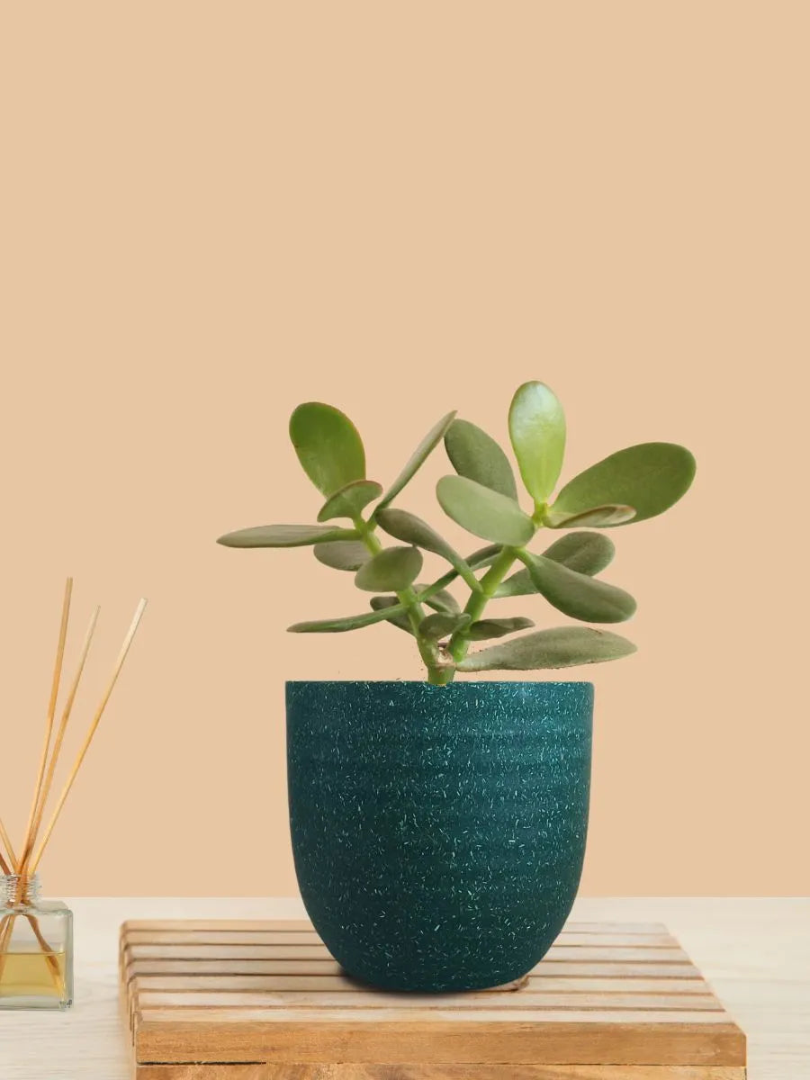 Buy Crassula Indoor Plant for Home and Office