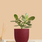 Crassula Ovata Jade plant in Beautiful Pot