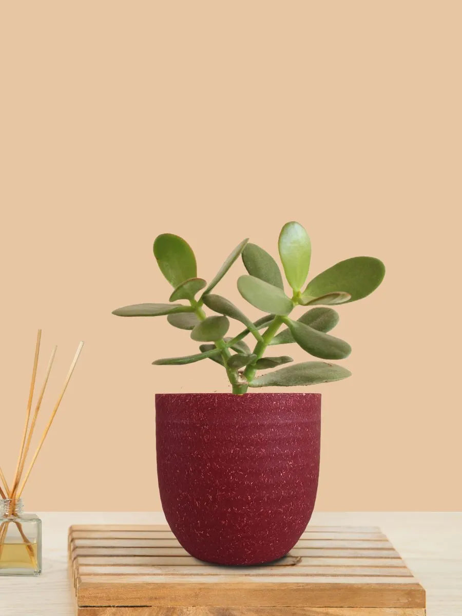 Crassula Ovata Jade plant in Beautiful Pot