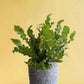Crispy Wave Fern (X-Large)