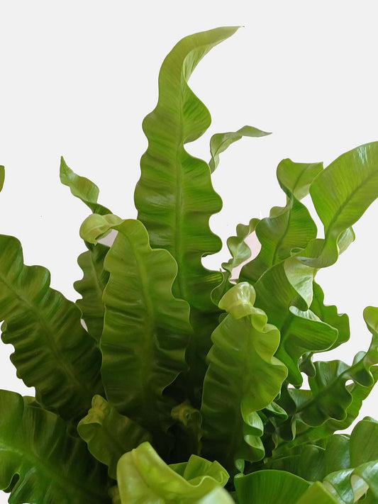 Crispy Wave Fern (X-Large)