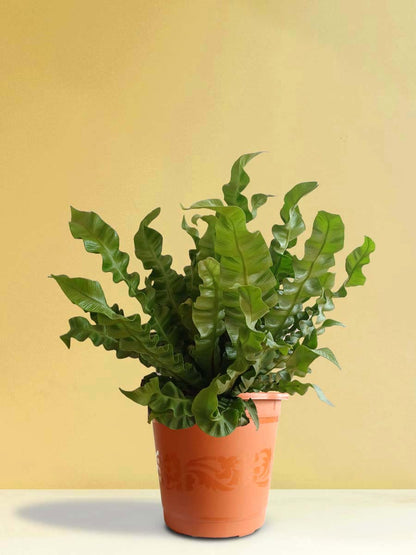 Crispy Wave Fern (X-Large)