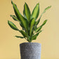Air-Purifying Plants Combo (XL Plants)
