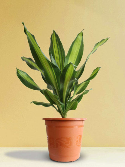Dracaena Dara Singh (X-Large)