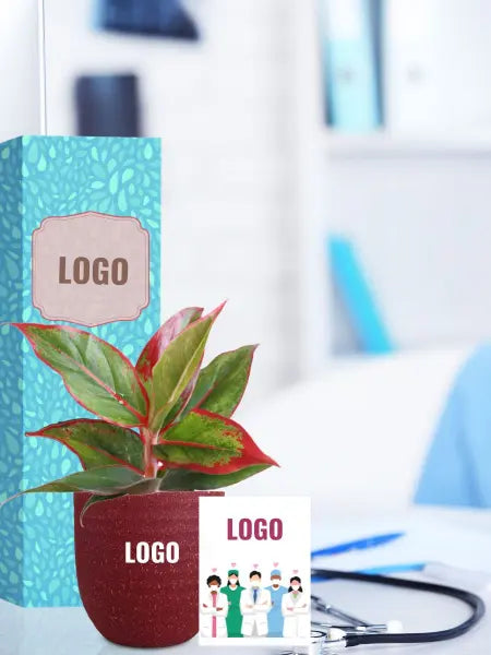 desk friendly plants for medical office gifting