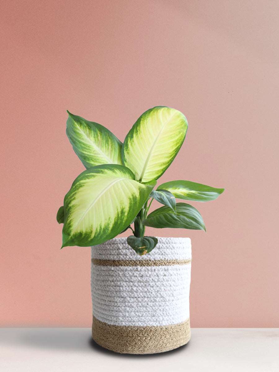 dieffenbachia honey dew Dieffenbachia Honeydew (Large)