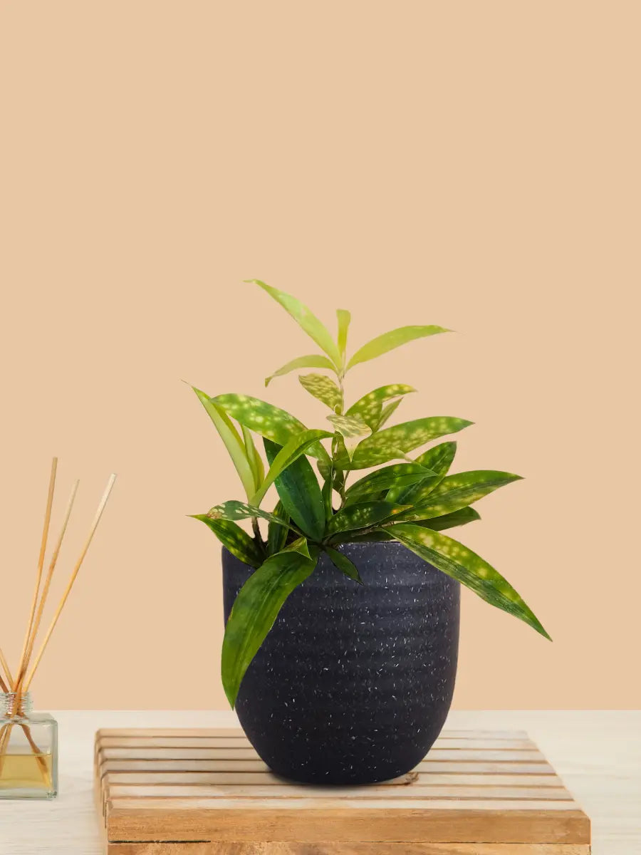 Bamboo Gold Dust Plant (Small) in Eco Pot