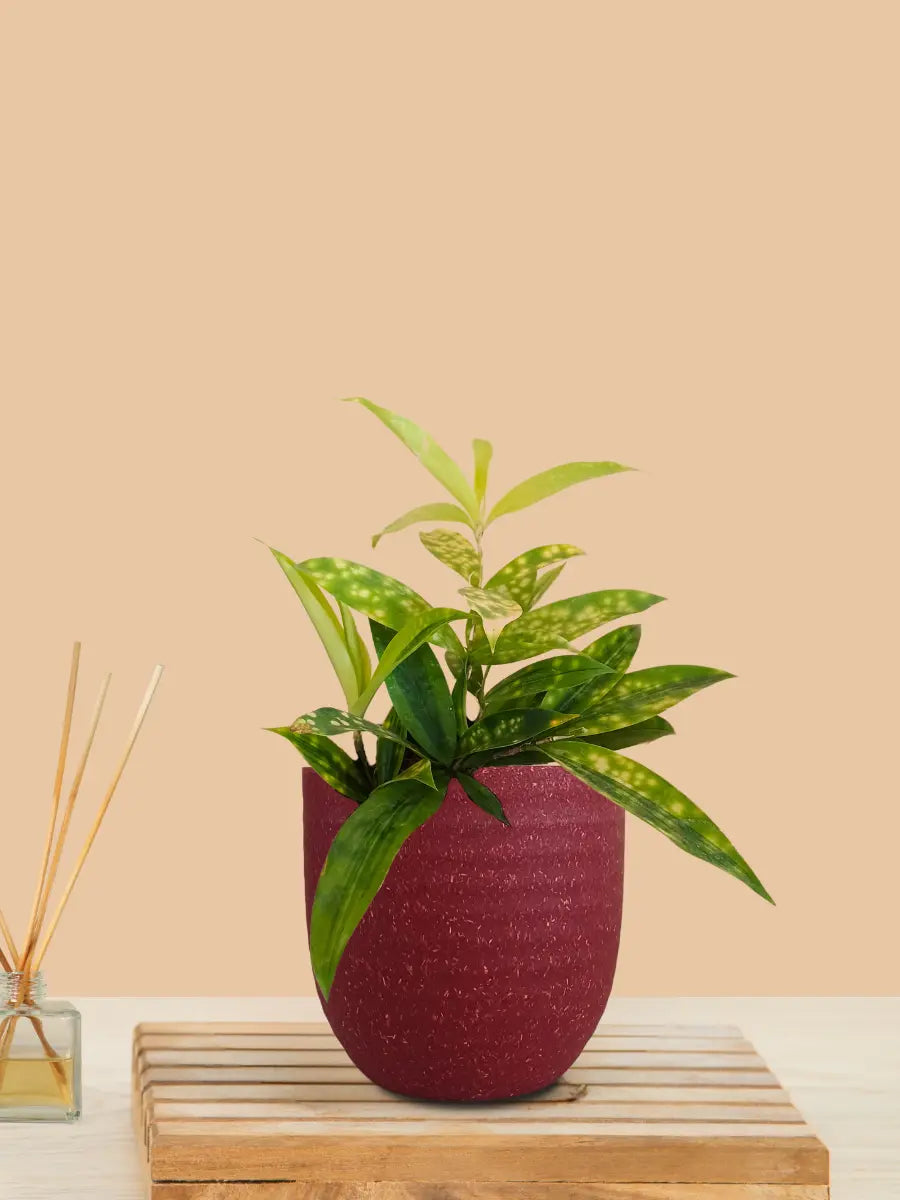 Bamboo Gold Dust Plant (Small) in Eco Pot