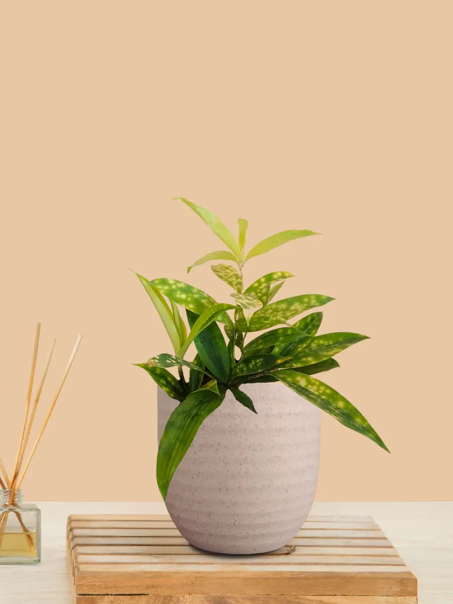 Bamboo Gold Dust Plant (Small) in Eco Pot