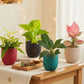 Easy Care Air Purifying Indoor Plants Combo (Small)