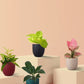 Easy-Care Air-Purifying Indoor Plants Combo (Small)