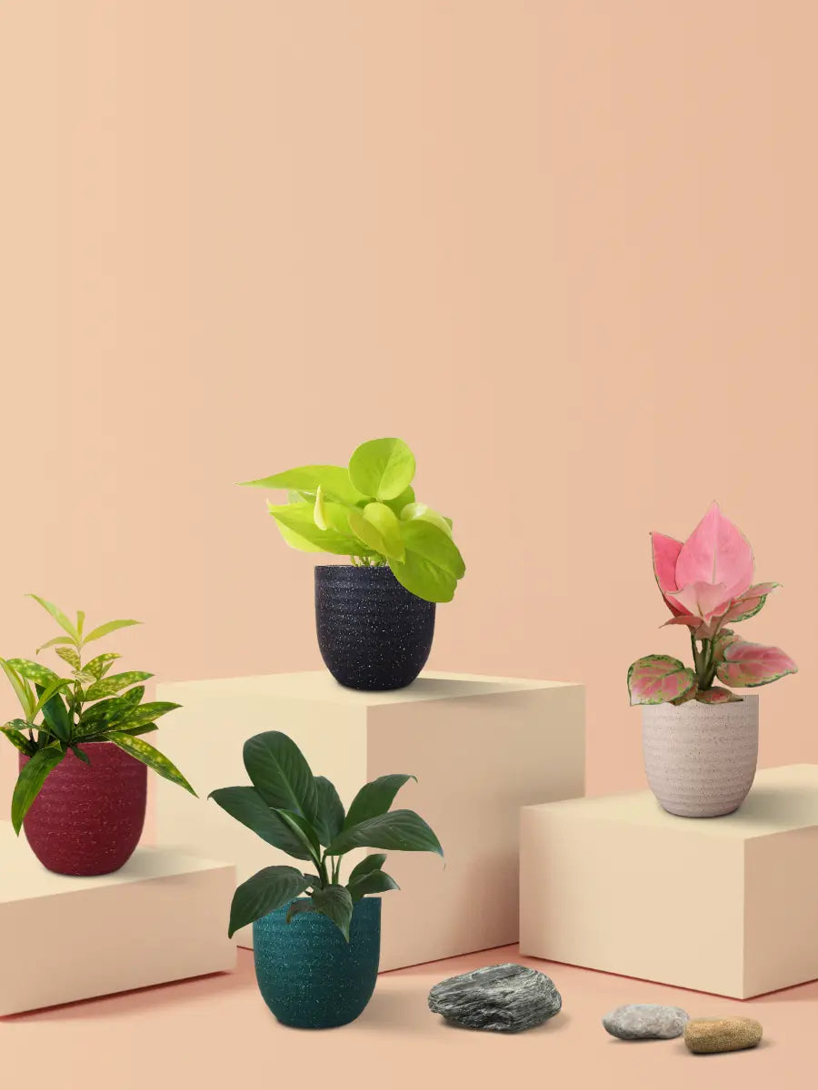 Easy-Care Air-Purifying Indoor Plants Combo (Small)