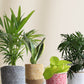 easy-care plants for purifying indoor air and better sleep