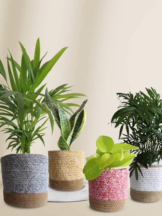 easy-care plants for purifying indoor air and better sleep