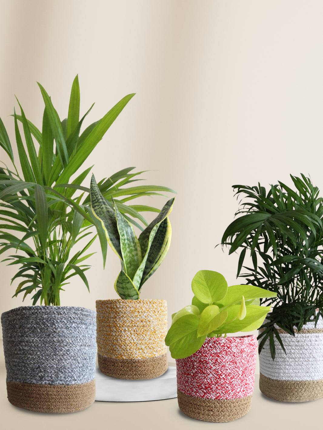 Buy Indoor Air Purifying Plants Online to Improve Air Quality Greenkin