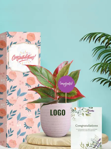 eco conscious gifting with desk plants for events