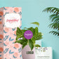 eco friendly indoor plants for sustainable event gifting