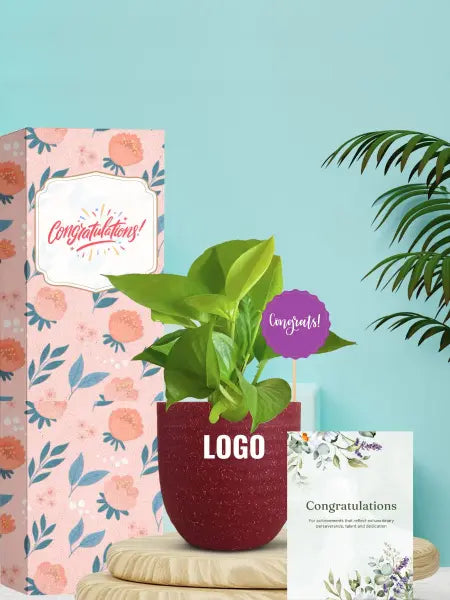 eco friendly money plants for unique conference gifts