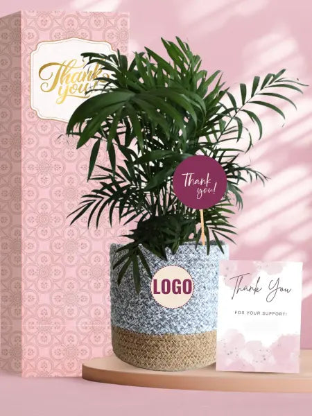 eco friendly potted plants for premium corporate gifting