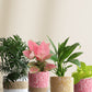 decorative indoor living room plants for oxygen and air purification