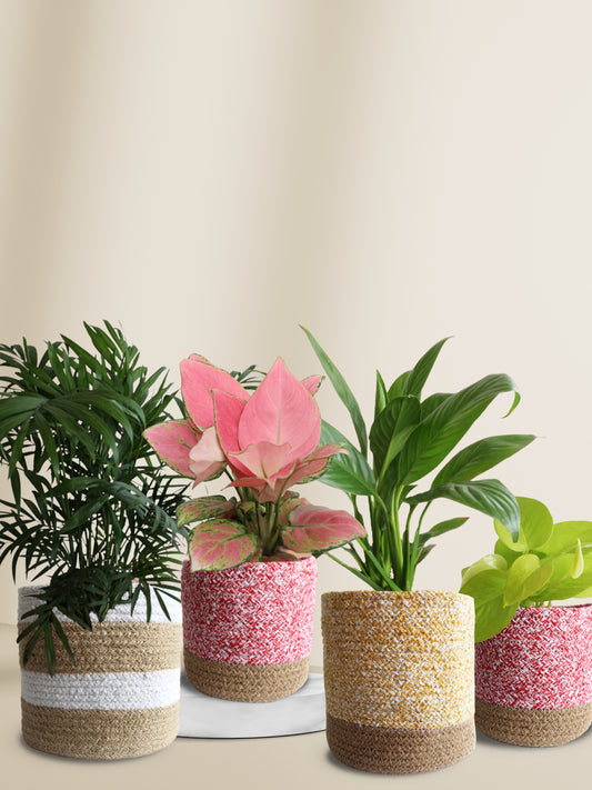 decorative indoor plants for oxygen and air purification