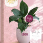 elegant green plants make best client gifting options