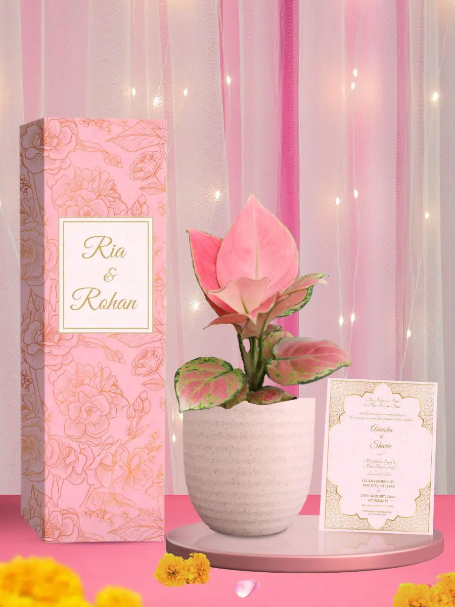 elegant wedding return gift with pink aglaonema plant