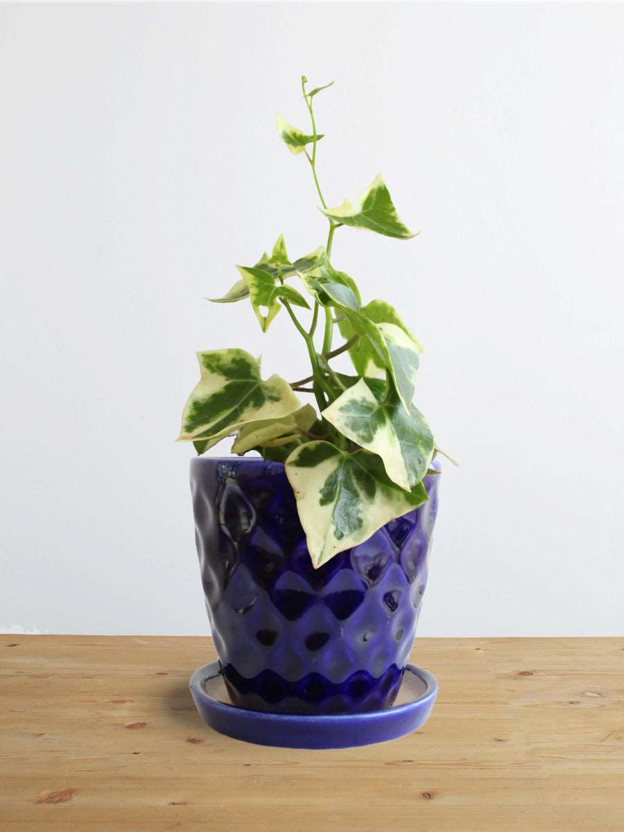 English Ivy Variegated (Small)