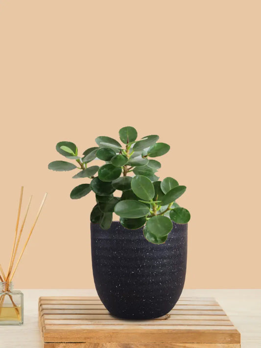 Ficus Compacta Plant (Small) in Eco Pot