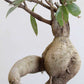 Ficus Bonsai Ginseng (Medium)