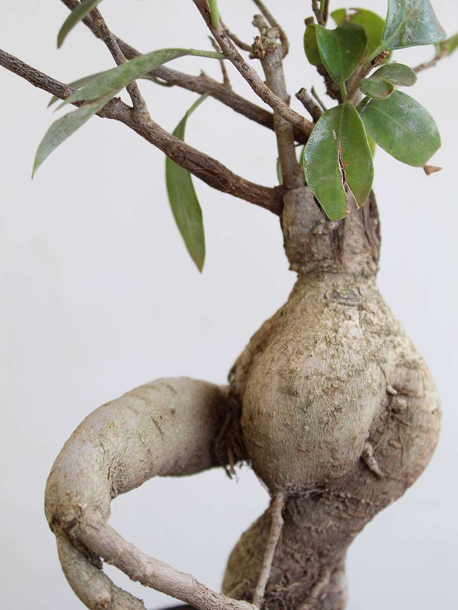 Ficus Bonsai Ginseng (Medium)