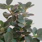 Ficus Microcarpa Plant (Large)
