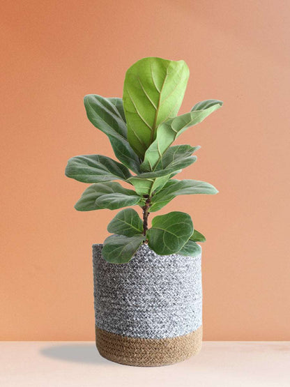Bambino Fiddle Leaf Fig (Large)