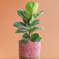 Bambino Fiddle Leaf Fig (Large)