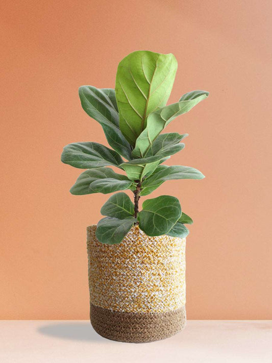 Bambino Fiddle Leaf Fig (Large)