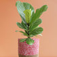 Fiddle Leaf Fig (Large)
